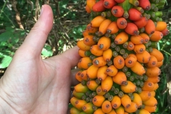 Fruit-of-Elephant-Yam