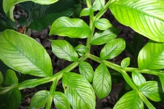 Leaves-of-Elephant-Yam