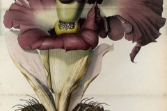 Plant-Illustration-of-Elephant-Yam