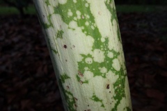 Stem-of-Elephant-Yam