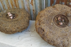 Tuber-of-elephant-yam