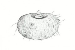 Sketch-of-Elephant-Yam