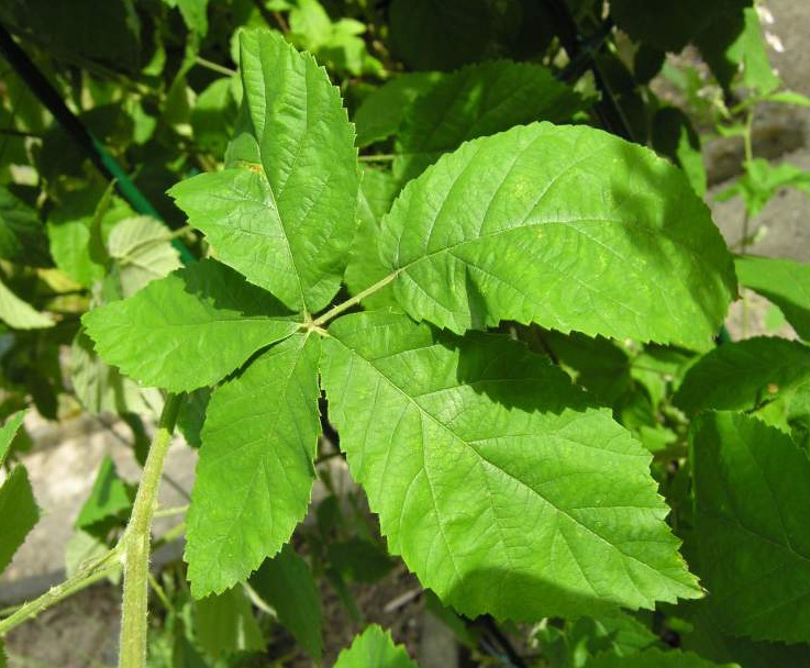 Dorsal-view-of-Elm-leaf-blackberry-Leaf