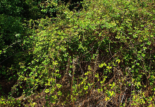 Elm-leaf-blackberry-Plant-growing-wild