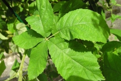 Dorsal-view-of-Elm-leaf-blackberry-Leaf