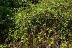 Elm-leaf-blackberry-Plant-growing-wild