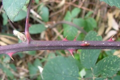 Elm-leaf-blackberry-Stem-with-thorn