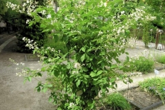 Elm-leaf-blackberry-plant