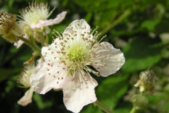 Flower-of-Elm-leaf-blackberry