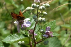 Flowering-buds-of-Elm-leaf-blackberry