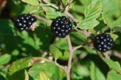 Mature-fruits-of-Elm leaf-blackberry