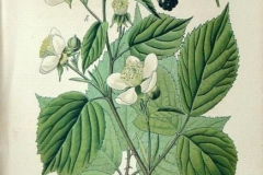 Plant-Illustration-of-Elm-leaf-blackberry