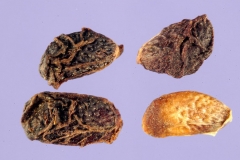 Seeds-of-Elm-leaf-blackberry