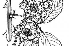 Sketch-of-Elm-leaf-blackberry