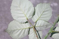 Ventral-view-of-Elm-leaf-blackberry-Leaf