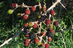 Unripe-fruits-of-Elm leaf-blackberry