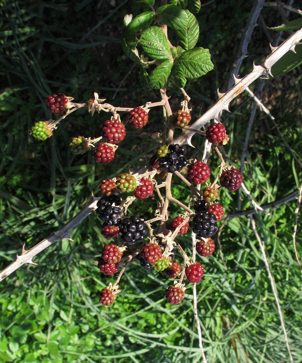 Unripe-fruits-of-Elm leaf-blackberry