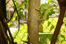 Branches-of-Emetic-nut