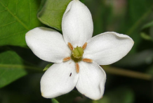 Closer-view-of-flower