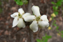 Flower-of-Emetic-nut