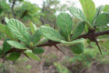 Image-showing-thorns