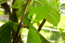 Images-showing-Small-branches-and-leaves
