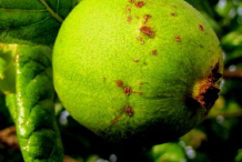 Ripe-Fruit-of-Emetic-nut