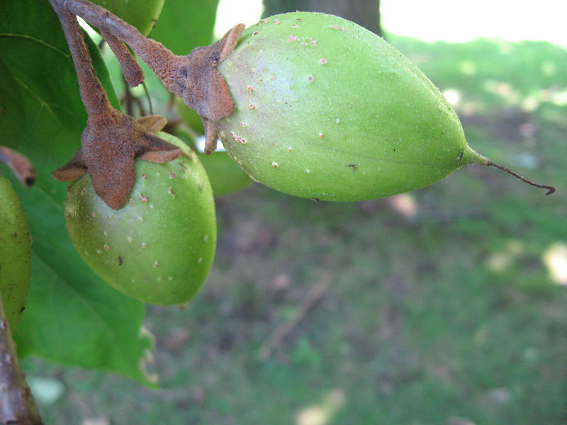 Closer-view-of-Immature-fruits-of-Empress-tree