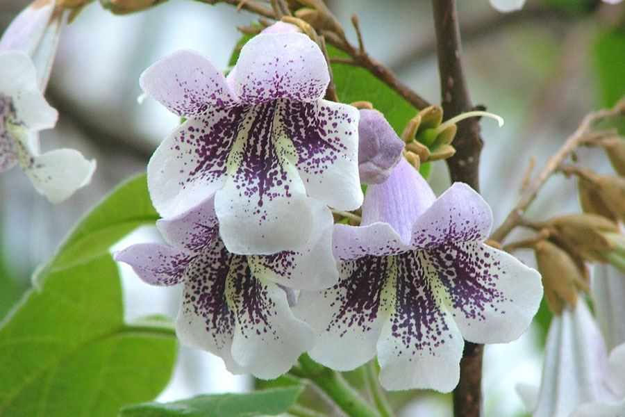 Flowers-of-Empress-tree