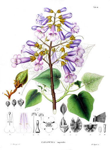Plant-Illustration-of-Empress-tree