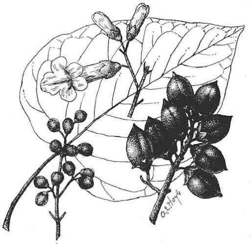 Sketch-of-Empress-tree