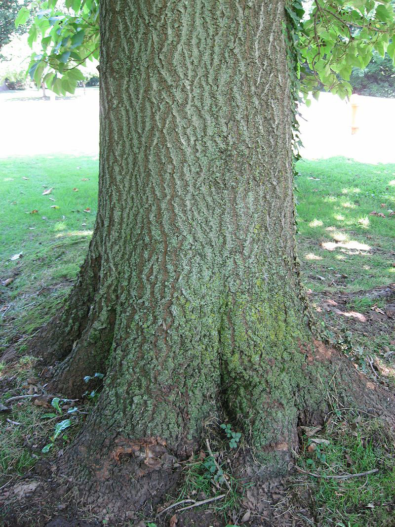 Trunk-of-Empress-tree