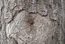 Bark-of-Empress-tree