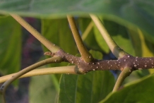 Winter-buds-of-Empress-tree