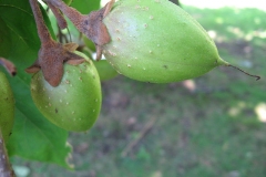 Closer-view-of-Immature-fruits-of-Empress-tree