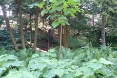 Empress-tree-growing-wild