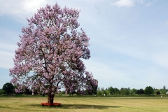 Empress-tree