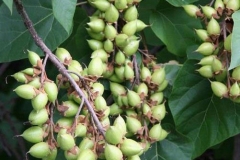 Immature-fruits-of-Empress-tree