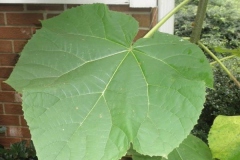 Leaf-of-Empress-tree