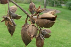 Matured-fruits-of-Empress-tree