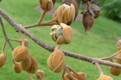 Maturing-fruits-of-Empress-tree