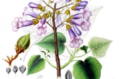 Plant-Illustration-of-Empress-tree