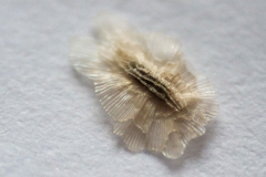 Seed-of-Empress-tree