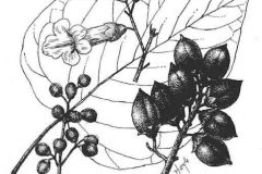 Sketch-of-Empress-tree