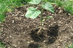 Small-Empress-tree