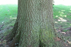 Trunk-of-Empress-tree