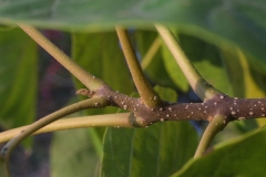 Winter-buds-of-Empress-tree