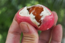 Engkala-fruit-half-cut