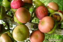 Engkala-fruit-ripened