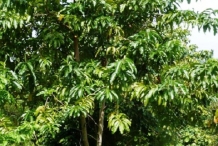 Engkala-tree